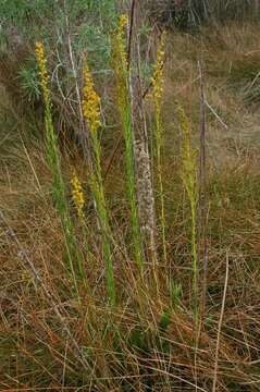 Image of Solidago maya Semple