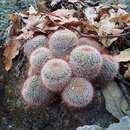 Mammillaria nunezii subsp. bella (Backeb.) D. R. Hunt的圖片