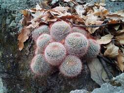 Image of Mammillaria nunezii subsp. bella (Backeb.) D. R. Hunt