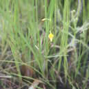 Image of Utricularia micropetala Sm.