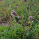 Sivun Trifolium arvense var. arvense kuva