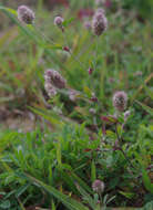 Plancia ëd Trifolium arvense var. arvense