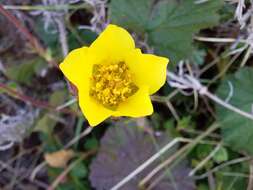 Image of Geum capense Thunb.