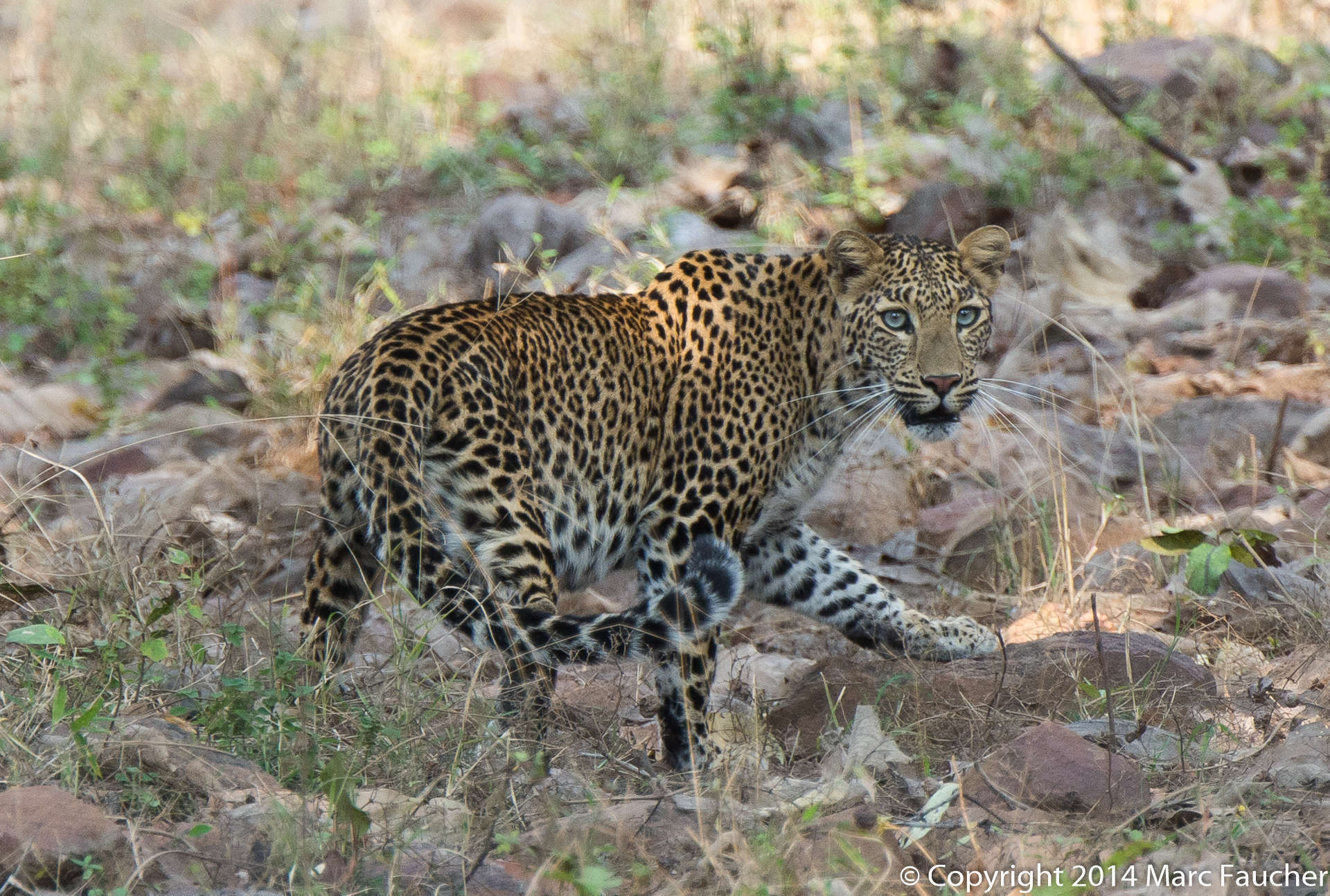 Image of Indian leopard