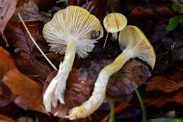 Image of Hygrophorus lucorum Kalchbr. 1874