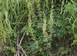 صورة Artemisia franserioides Greene