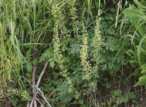 صورة Artemisia franserioides Greene