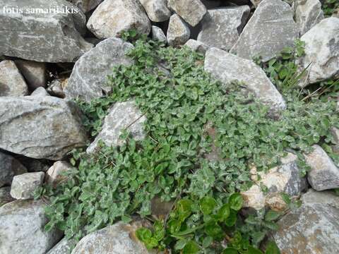 Image of Clinopodium creticum (L.) Kuntze