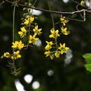 Image of Cassia queenslandica C. T. White