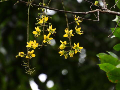 Image of Cassia queenslandica C. T. White