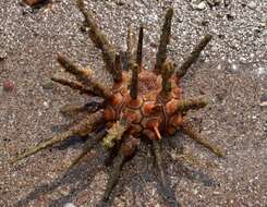 Image of pencil urchin