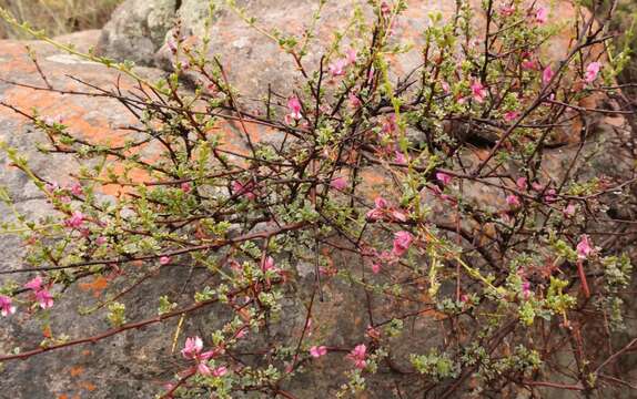 Image of Indigofera nigromontana Eckl. & Zeyh.