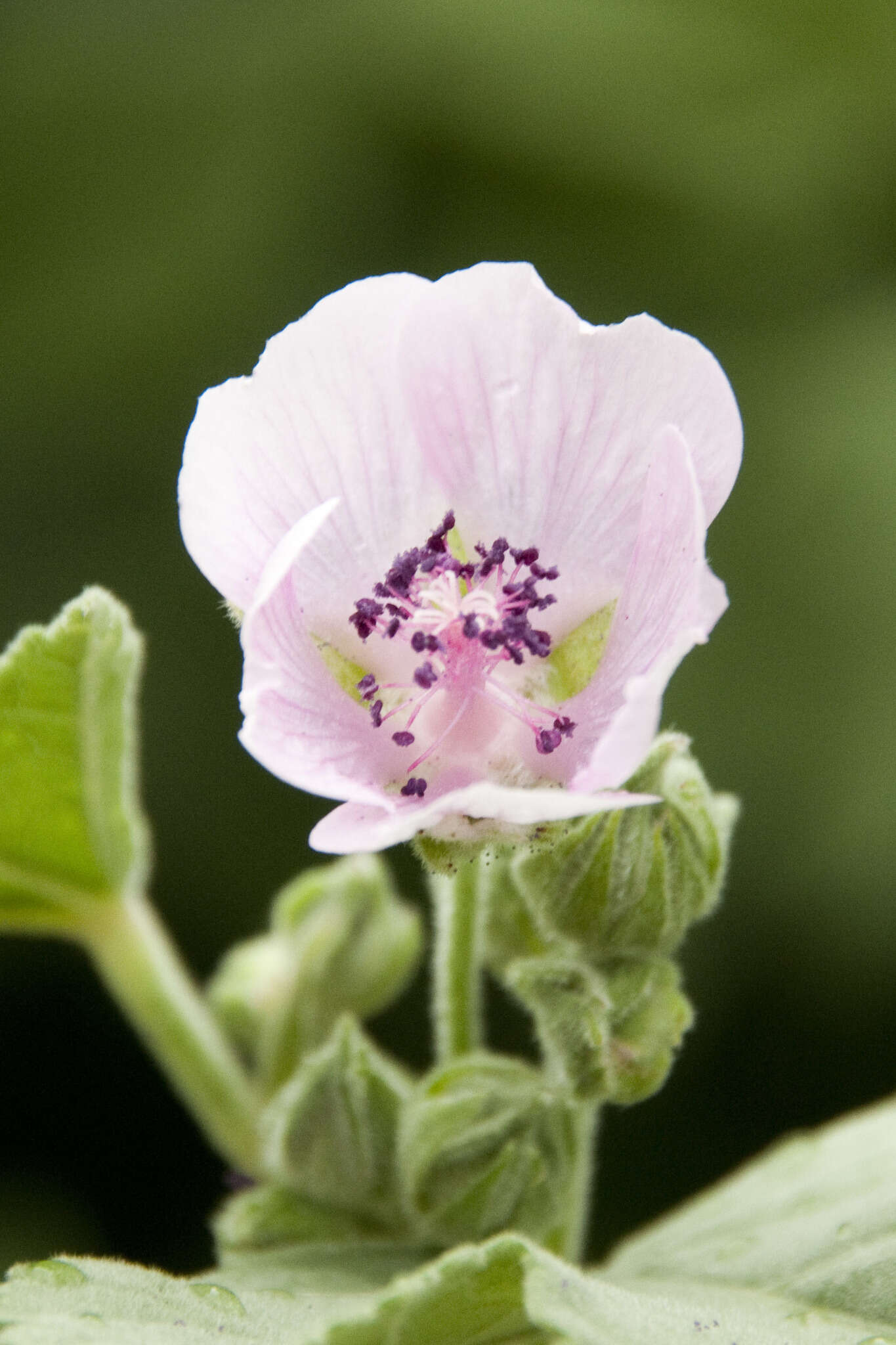 Image of Althaea × taurinensis