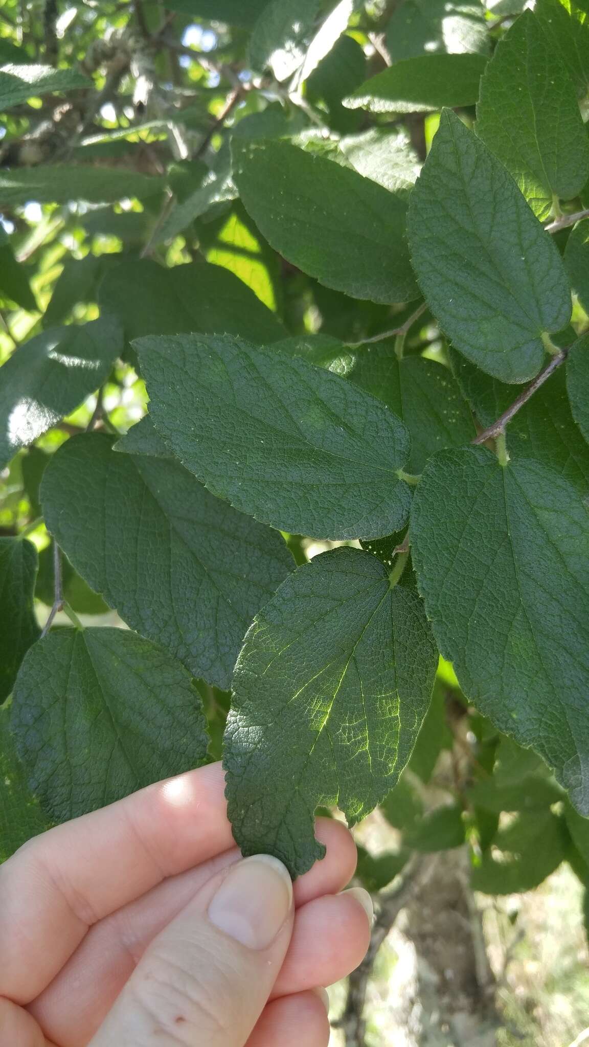 Celtis reticulata Boorsma 1907的圖片