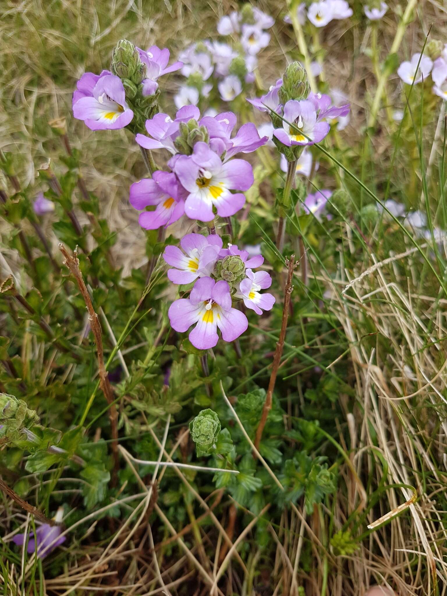 Sivun Euphrasia collina subsp. diversicolor W. R. Barker kuva