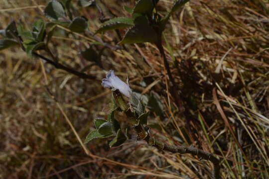 Strobilanthes kunthianus (Wall. ex Nees) T. Anders. ex Benth. resmi