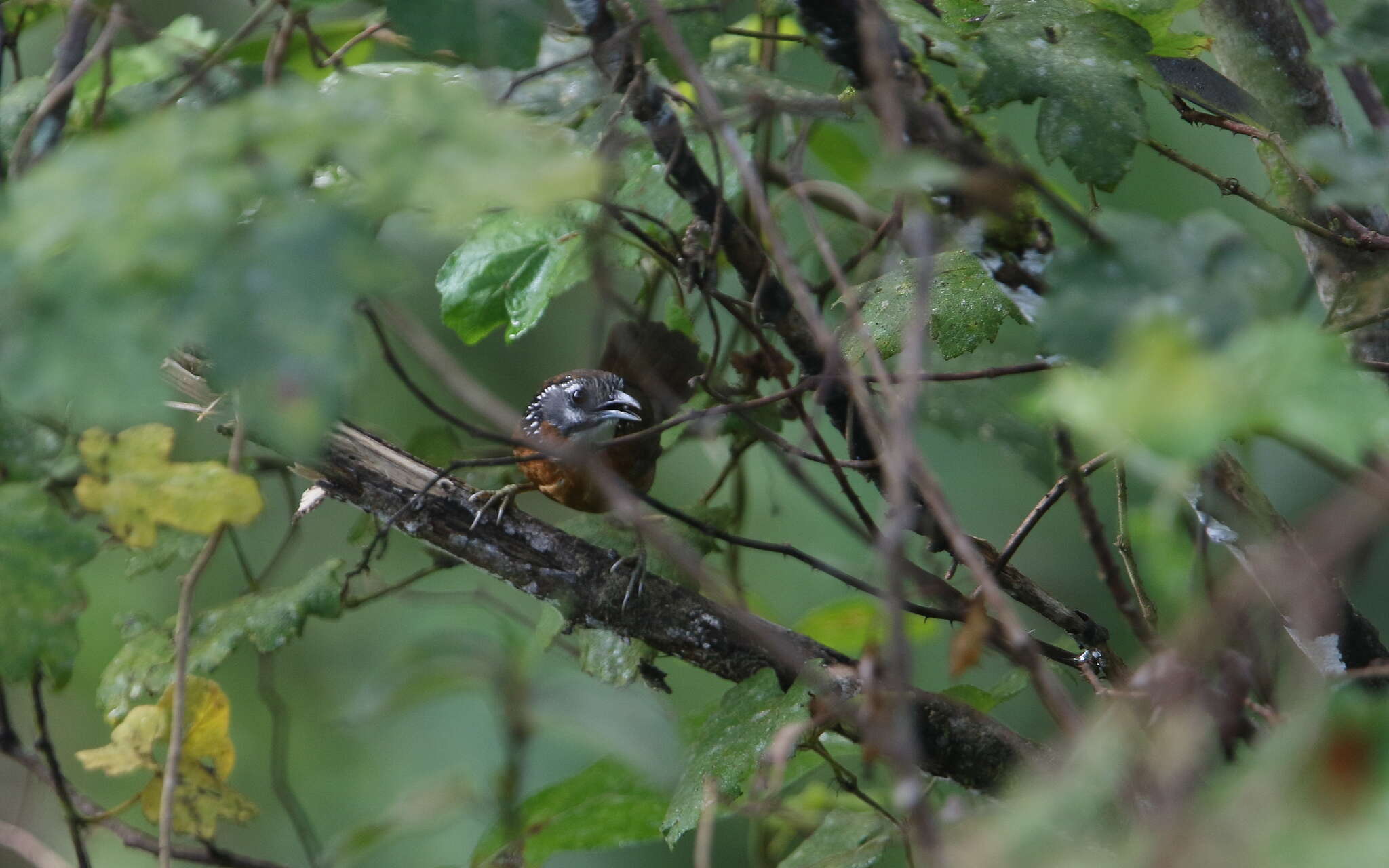 Image of Spot-necked Babbler