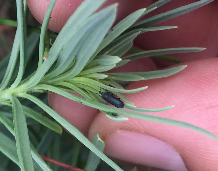 Image of Yellow toadflax stem weevil