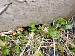 Image of Ranunculus crassipes Hook. fil.