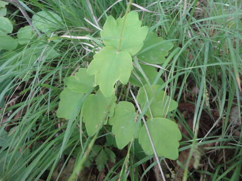 Image of Thalictrum filamentosum Maxim.