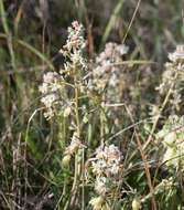 Image of rampion mignonette