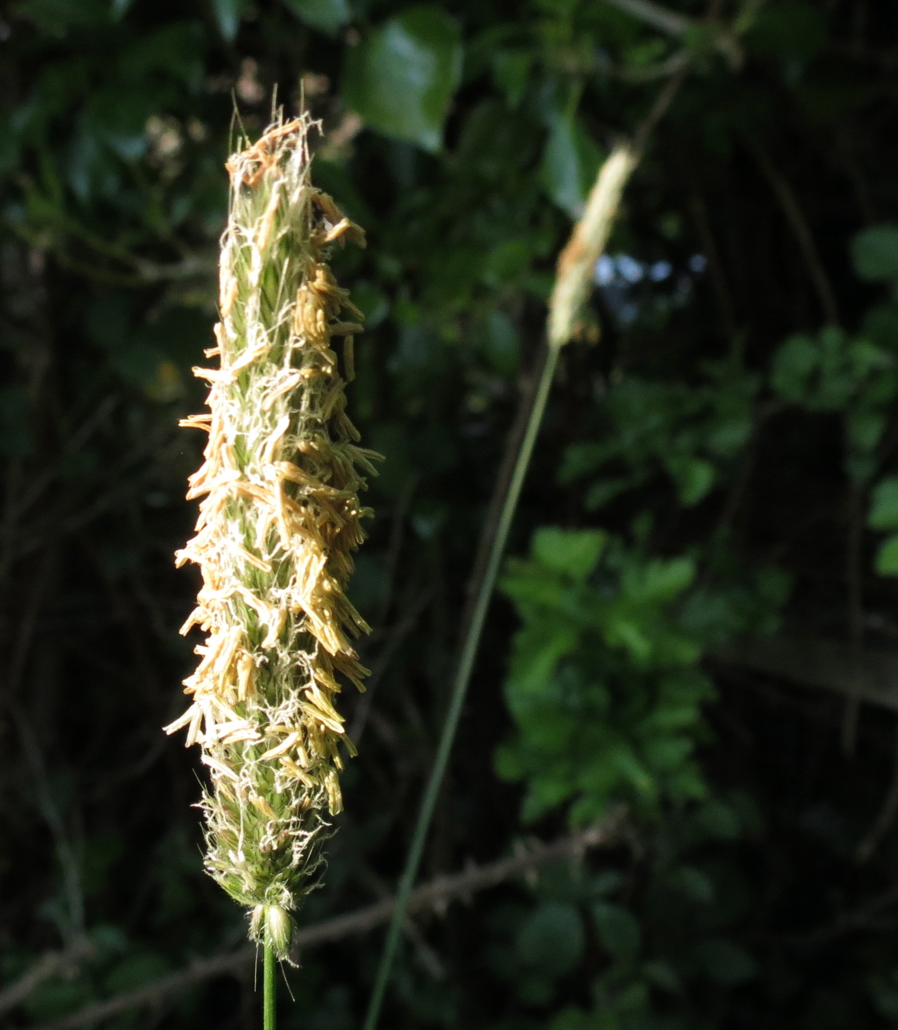 Alopecurus pratensis (rights holder: Wildlife in a Dorset garden.)