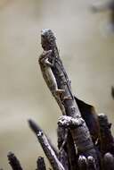 Image of Cuban Twig Anole