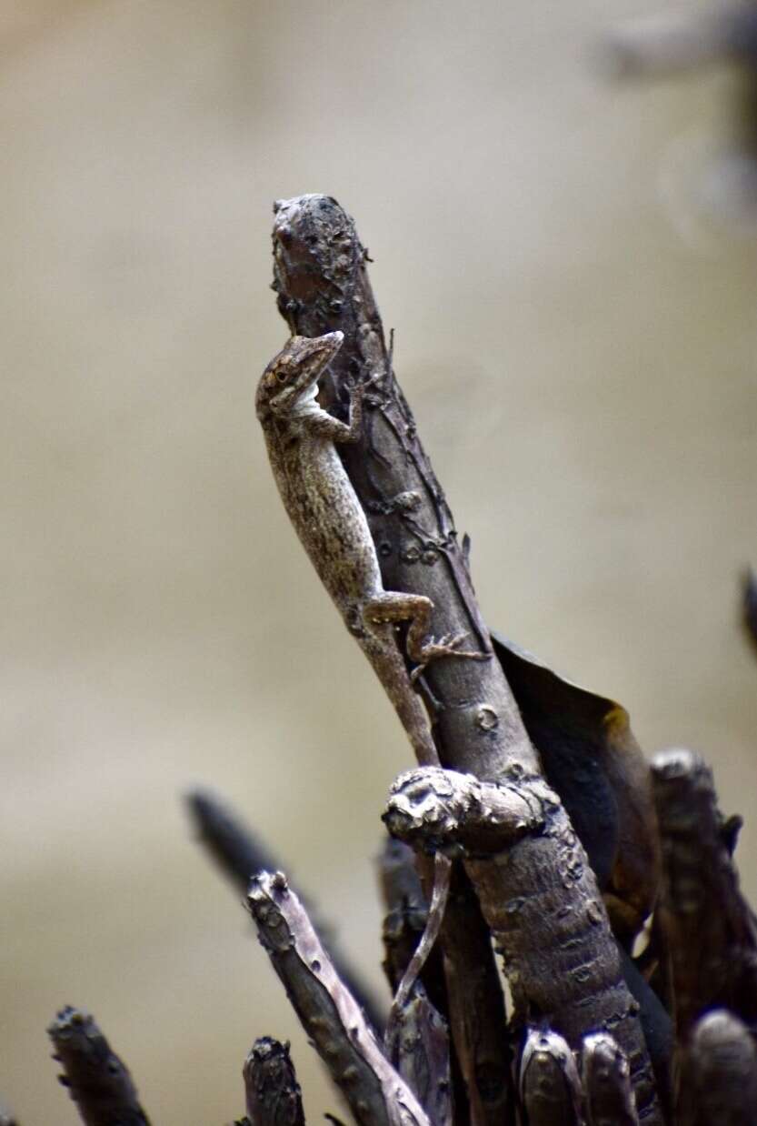 Imagem de Anolis angusticeps Hallowell 1856