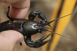 صورة Cambarus acuminatus Faxon 1884