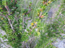 Image of saltwater bush