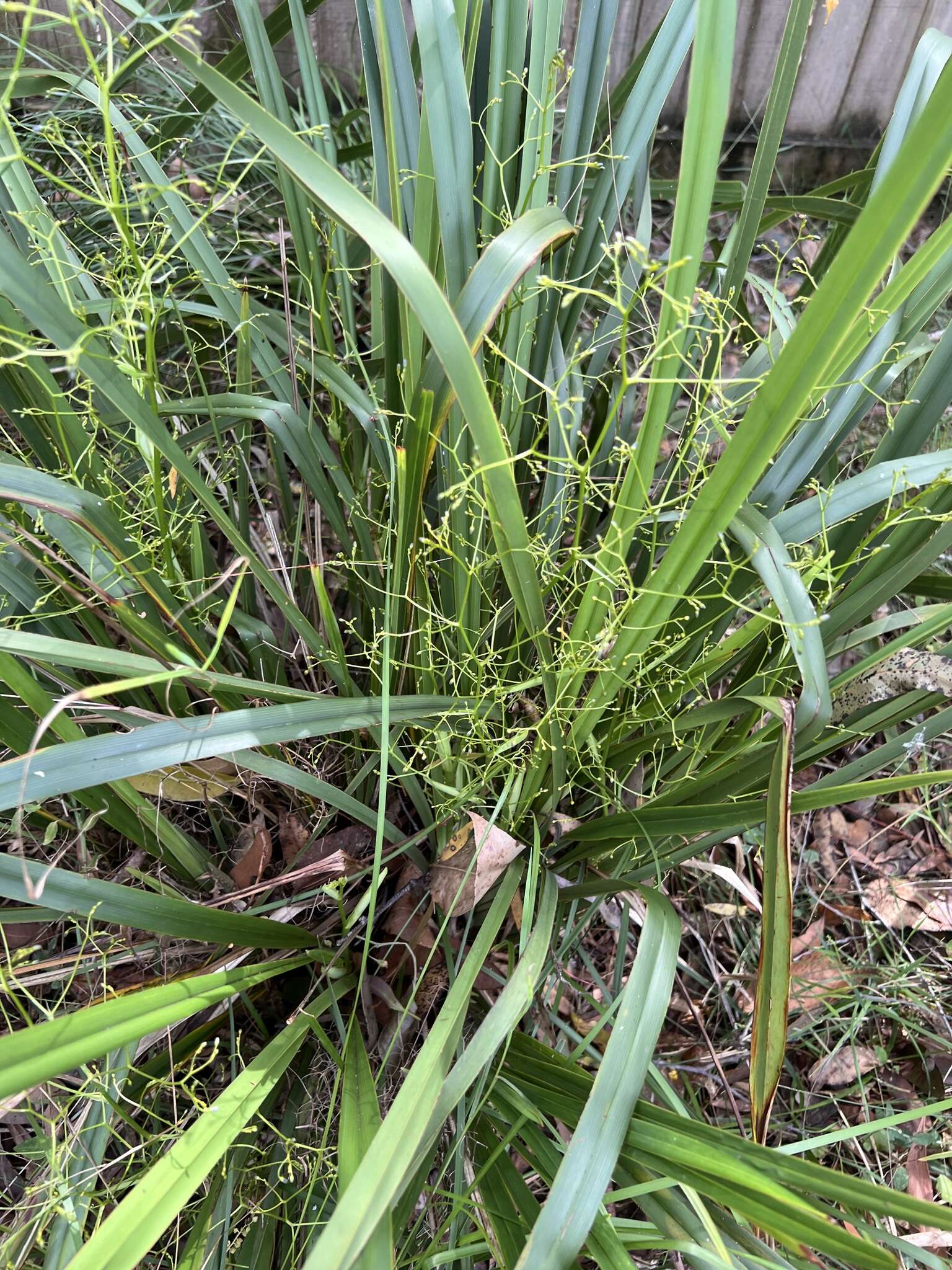 Image de Dianella brevipedunculata R. J. F. Hend.