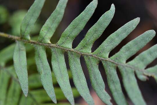 Image of resurrection fern