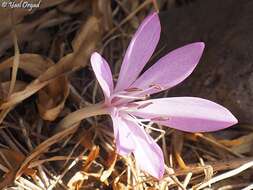 Image of Colchicum feinbruniae K. Perss.