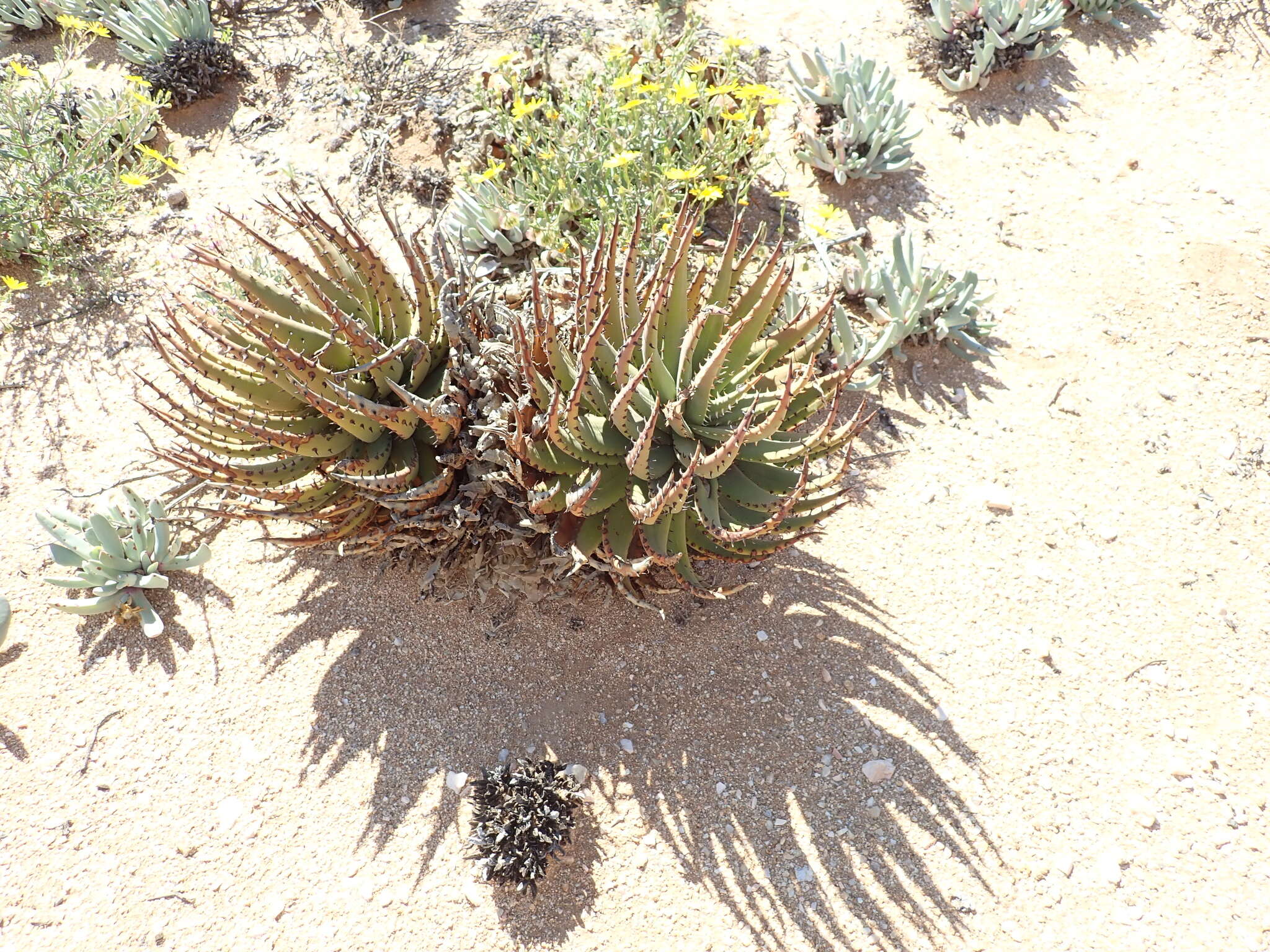 صورة Aloe melanacantha A. Berger