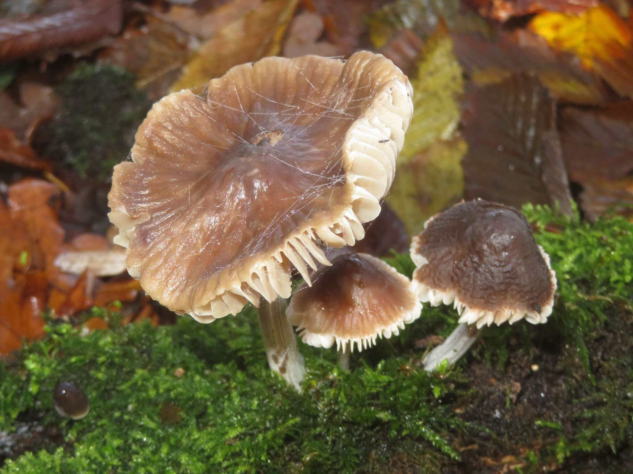 Image of Mycena polygramma (Bull.) Gray 1821