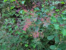 Image de Cotinus szechuanensis Pènzes