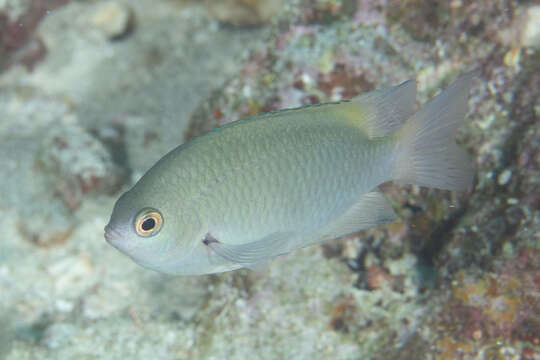 Image of Blue-green damselfish