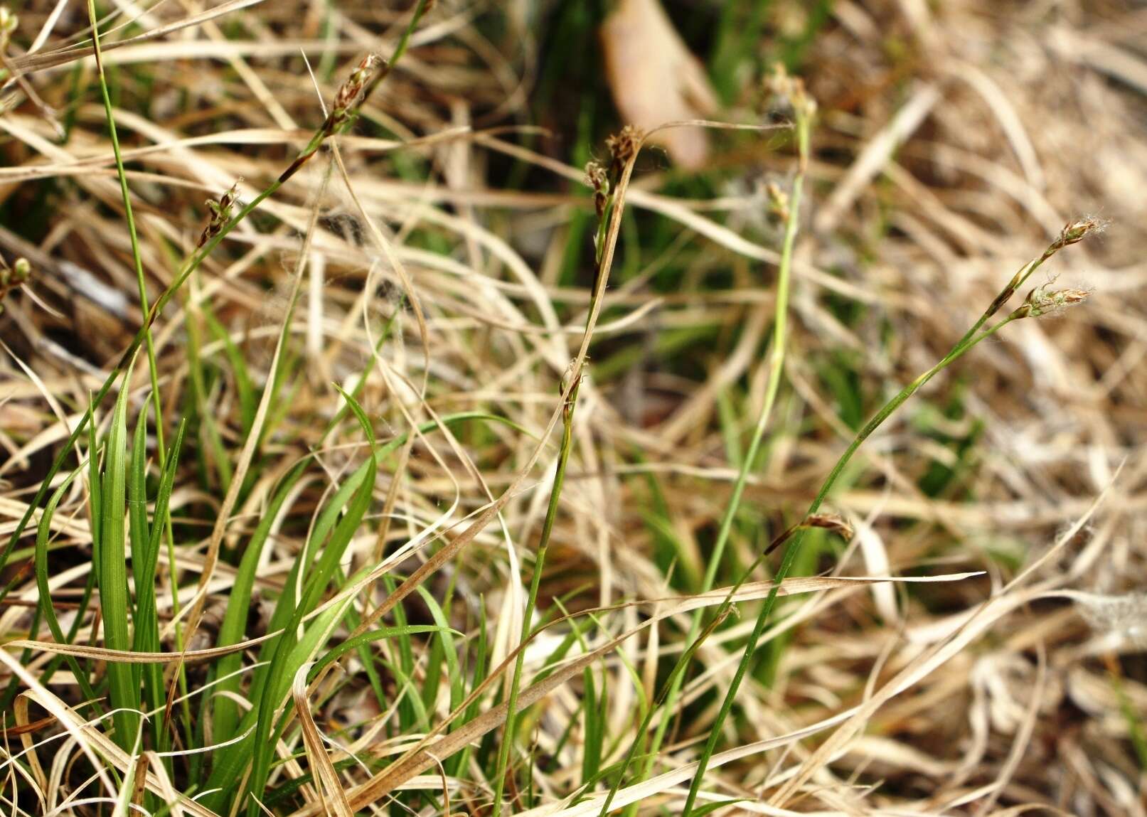 Image of Carex pediformis C. A. Mey.