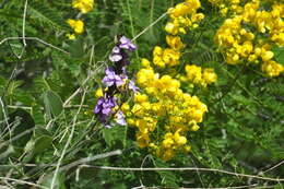 Image of Senna spectabilis var. excelsa (Schrad.) H. S. Irwin & Barneby