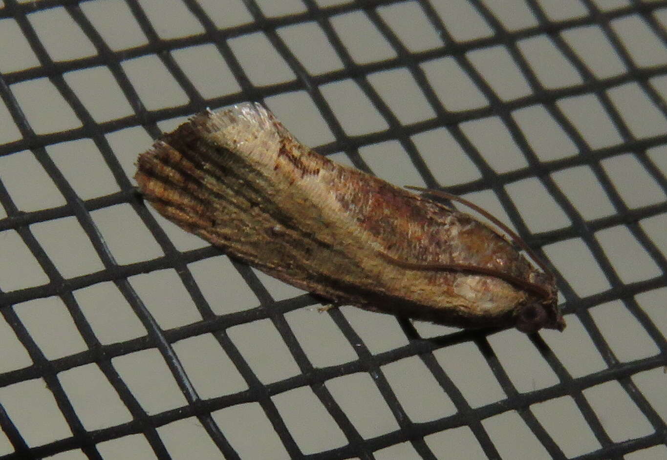 Image of Moth