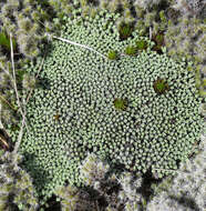 Image of Raoulia australis Hook. fil. ex Raoul