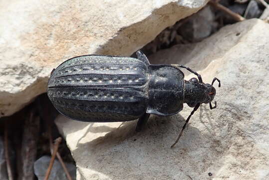 Imagem de Carabus (Limnocarabus) clatratus Linnaeus 1760