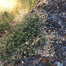 Arctostaphylos hookeri subsp. montana (Eastw.) P. V. Wells resmi