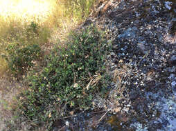 Слика од Arctostaphylos hookeri subsp. montana (Eastw.) P. V. Wells