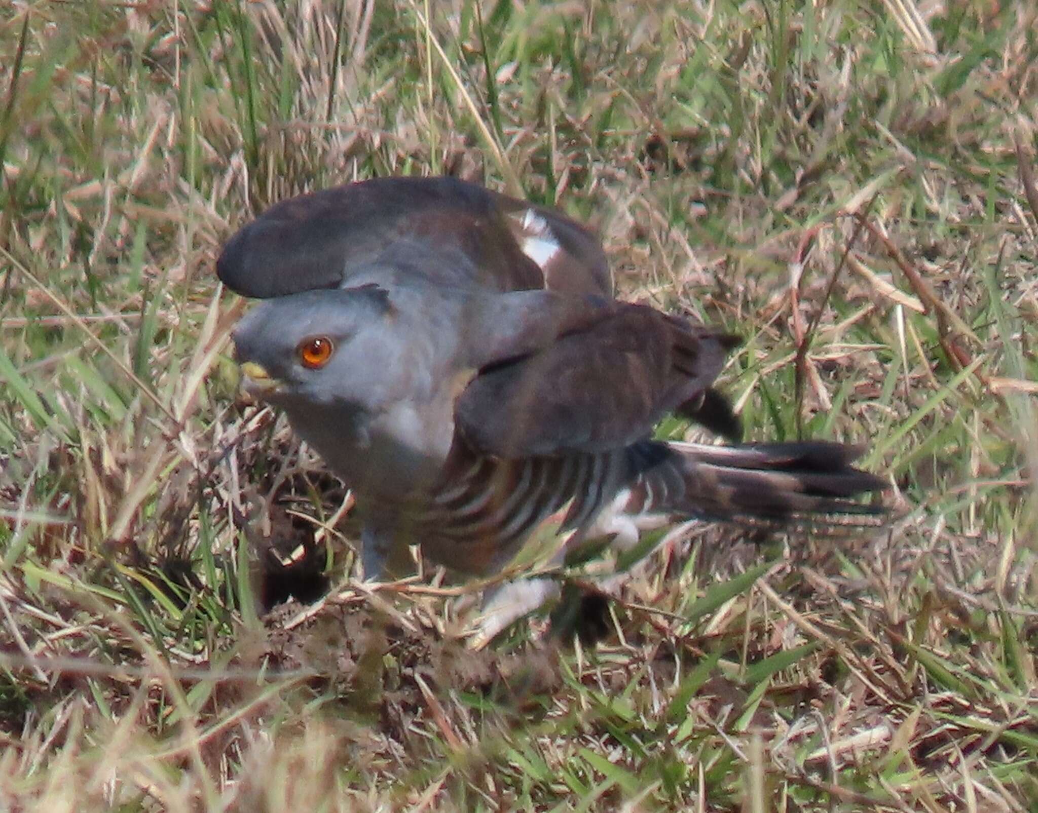 Image of African Cuckoo-Falcon