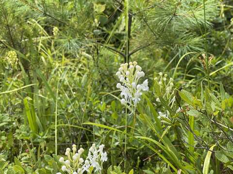 Image de Platanthera blephariglottis var. blephariglottis