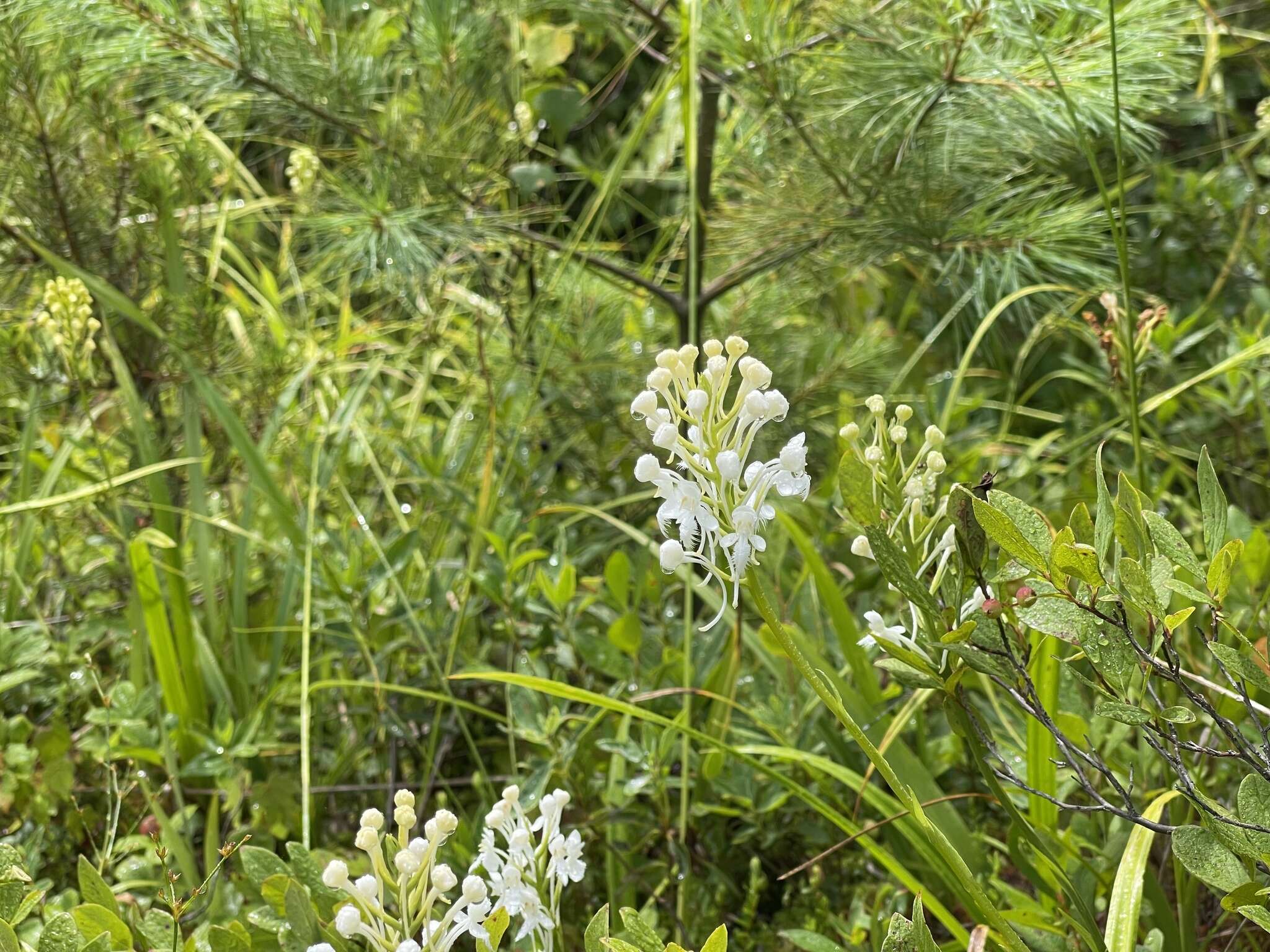 Image of white fringed orchid