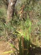 Imagem de Watsonia meriana (L.) Mill.