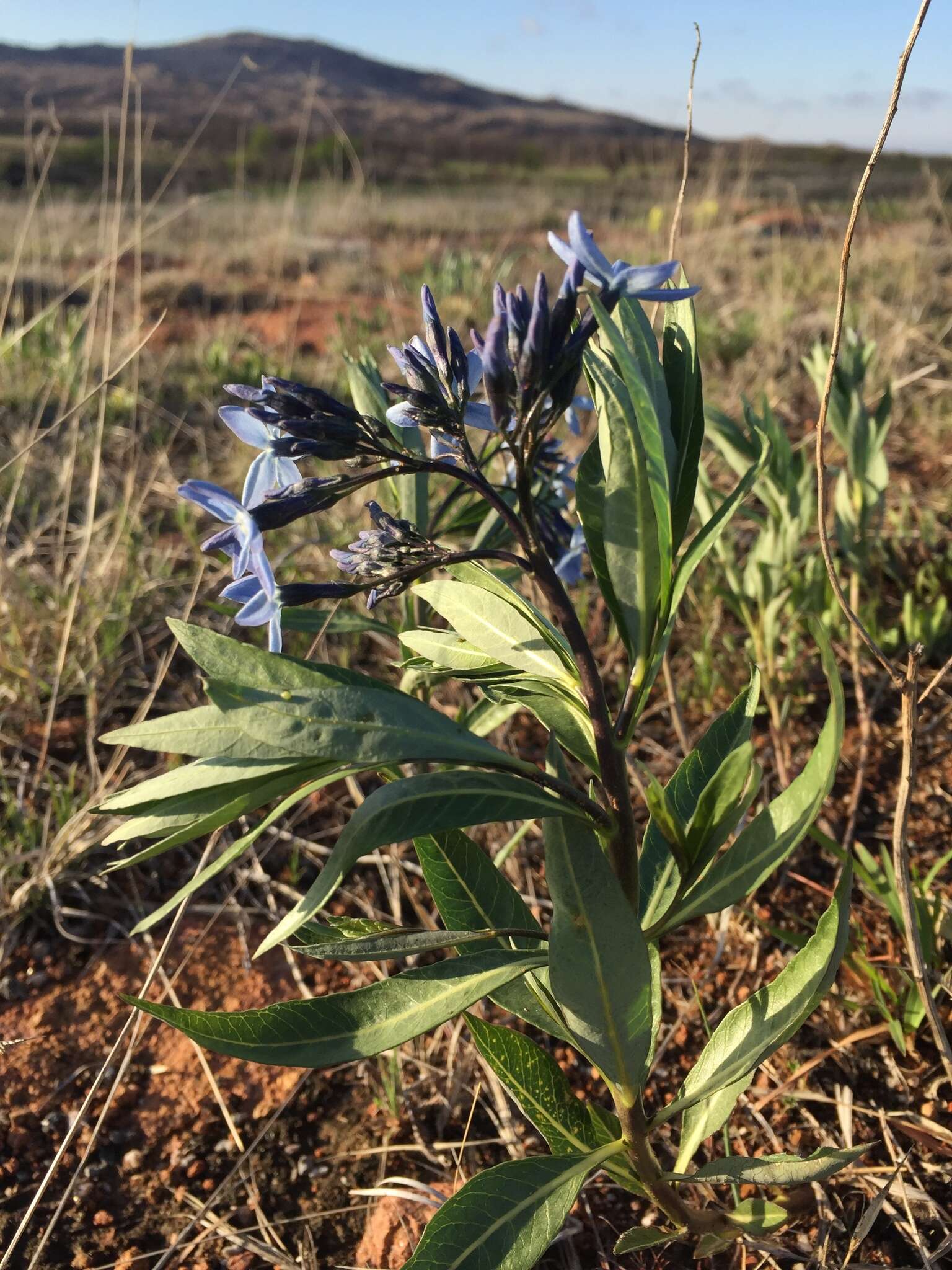 Plancia ëd Amsonia ciliata Walt.