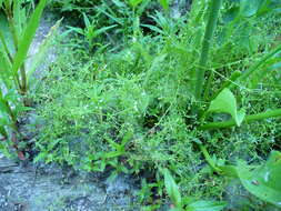 Image of three-petal bedstraw